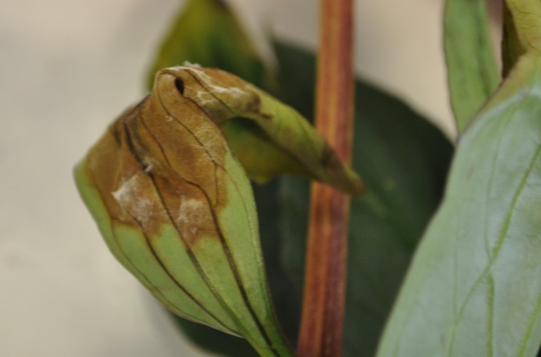 a lizard on a leaf